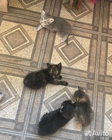 Котята, 1,5 месяца