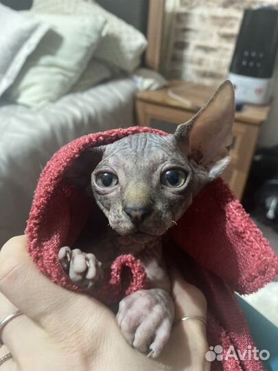 Донской сфинкс