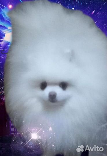 Шпиц кобель на вязку