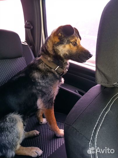 Отдам в добрые руки