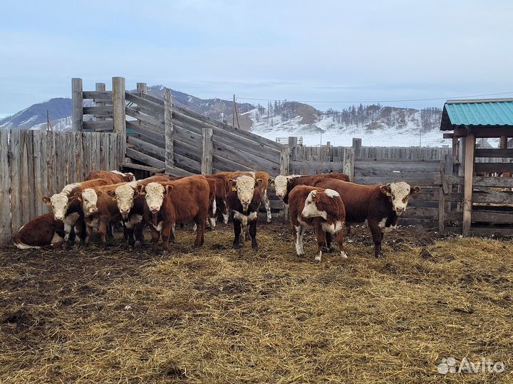 Продам бычков