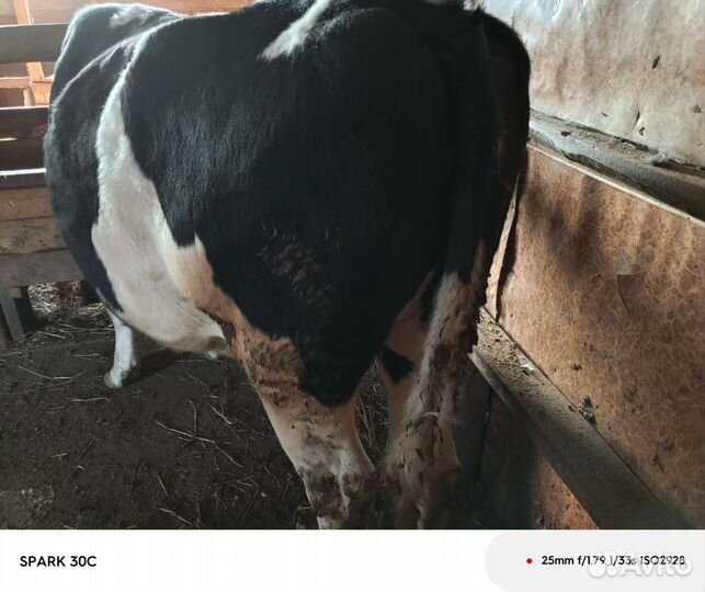 Продаю корову дойную