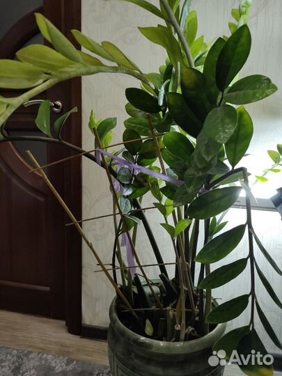 Замиокулькас