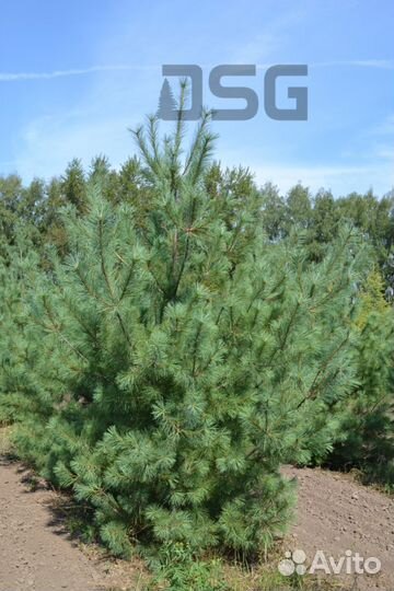 Саженцы сосны веймутовой