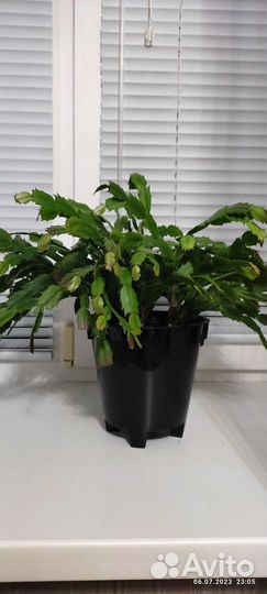 Декабрист шлюмбергера