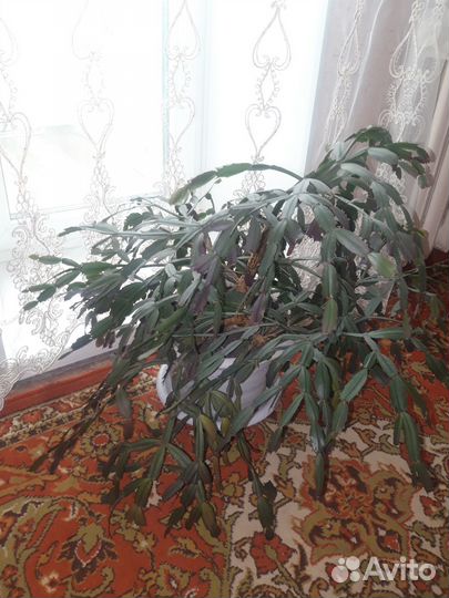 Комнатные цветы