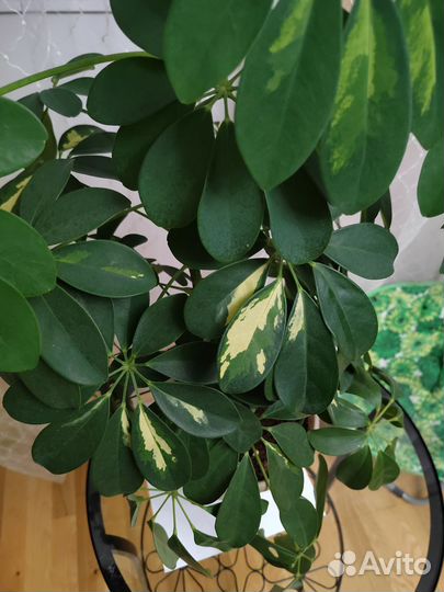 Домашние цветы