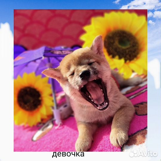 Акита