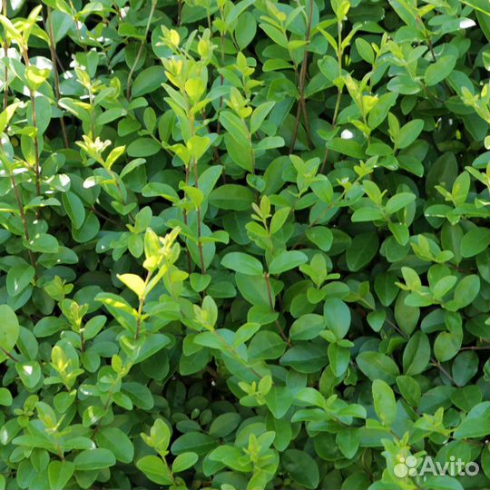 Бирючина 5-15см(1 год) Оптом