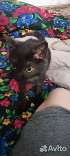 Котёнок