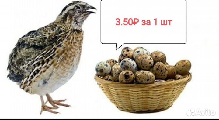 Яйца перепелиные домашние