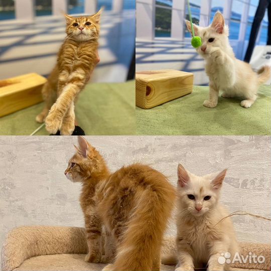 Котята мейн-кун