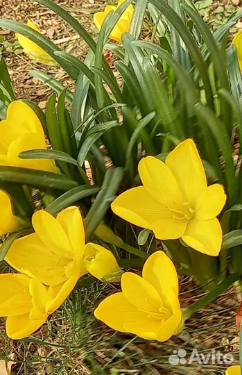 Крокусы осенние луковицы (штенбергия)