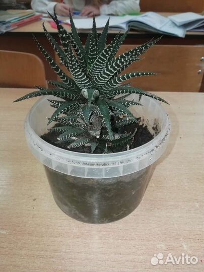 Суккуленты хавортия