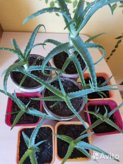 Комнатная мята. Алоэ