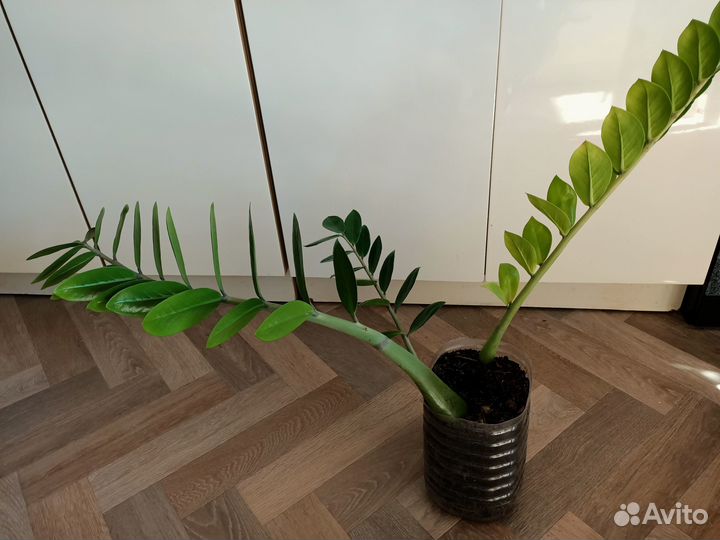 Долларовое дерево