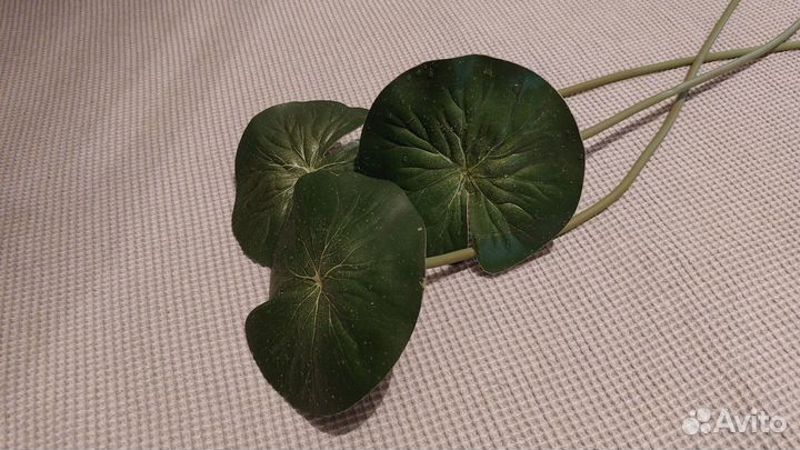 Кувшинки водяные Лилия плавучая Икея