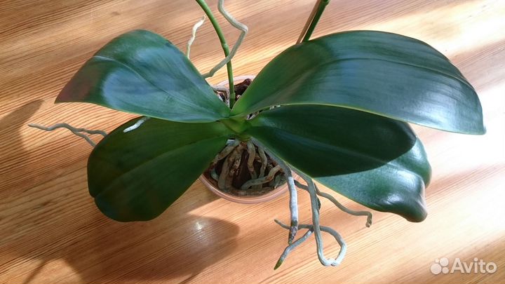 Орхидея фаленопсис