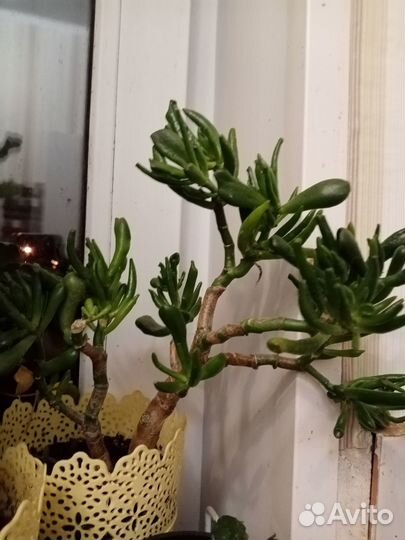 Крассула хоббит