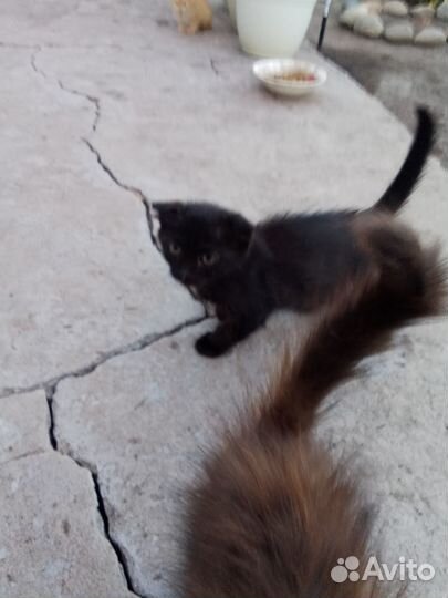 Кошечки и коты,щенки,собака в добрые руки