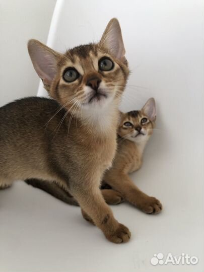 Абиссинские котята