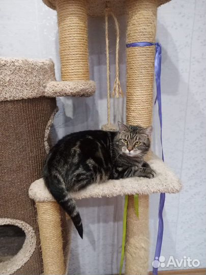 В добрые руки