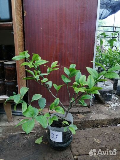 Лимонное дерево