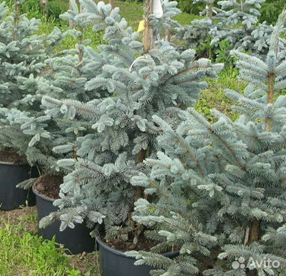 Ель голубая фат Альберт
