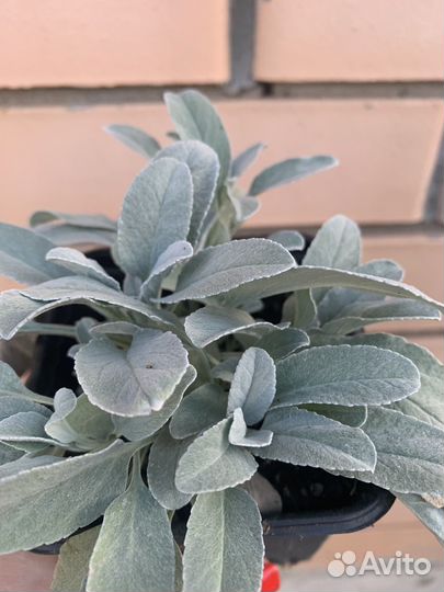 Вероника седая