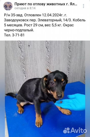 Маленькие собачки