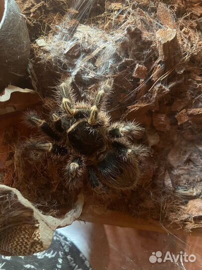 Паук птицеед