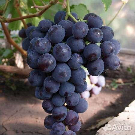 Саженцы винограда