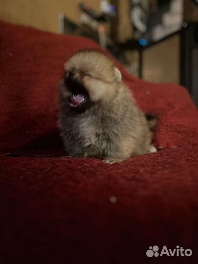 Щенки шпица от элитных родителей