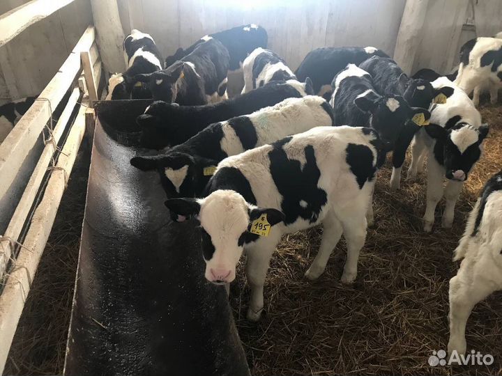 Бычки и телки крс