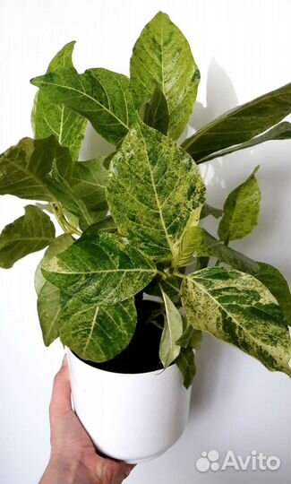 Фикусы укорененные и на срез