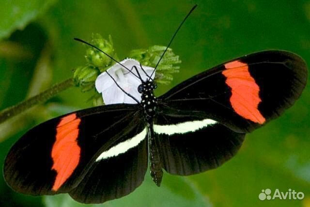 Живые Тропические Бабочки Подари частицу Лета