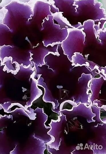 Глоксиния Блю Пикоти, Имперс синие чернила