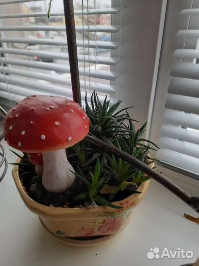 Композиция из хавортий. Каменная роза 30. Кактусы