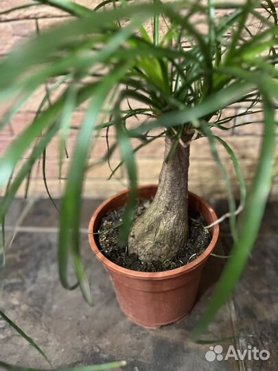 Бокарнея нолина