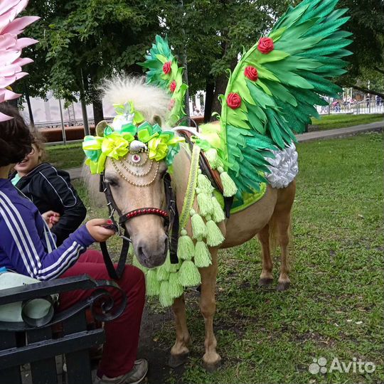 Пони и ослики на праздник