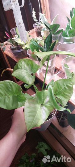 Сингониумы сортовые