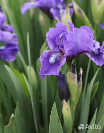 Ирисы