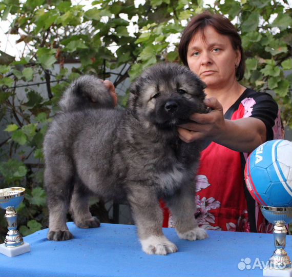 Щенки Кавказской Овчарки