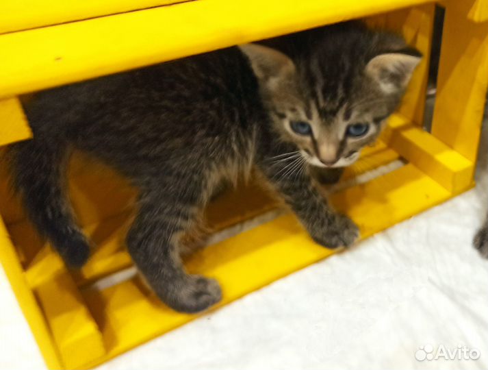 Отдадим котят