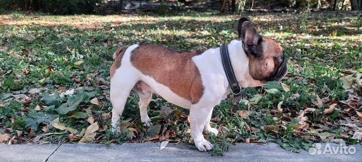 Вязка кобель