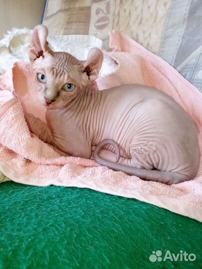 Эльф котенок привит