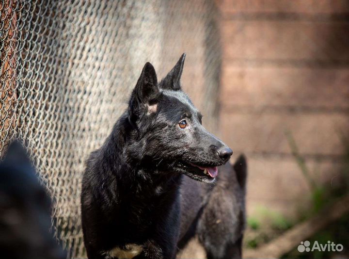 Отдам собаку в добрые руки