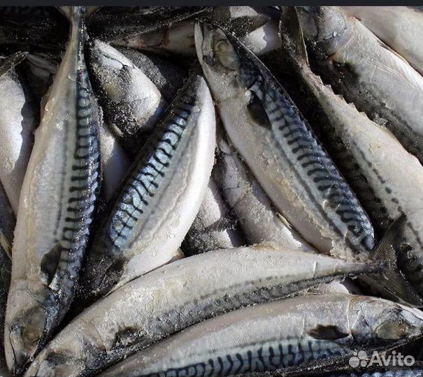Скумбрия с/м 400+