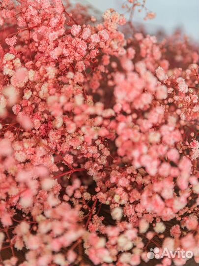 Сухоцветы хлопок букет