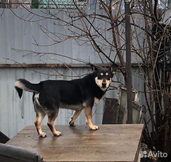 Собака в добрые руки